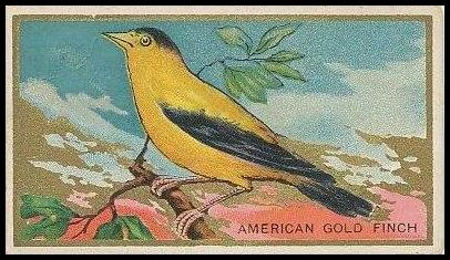 1 American Gold Finch